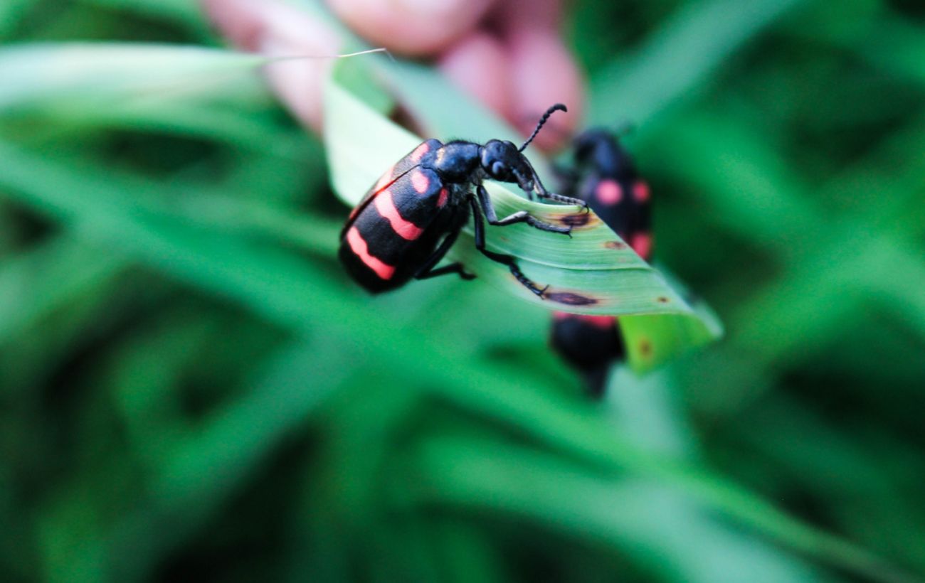 Впадають у сплячку? Експерт пояснив, куди зникають комахи на зиму