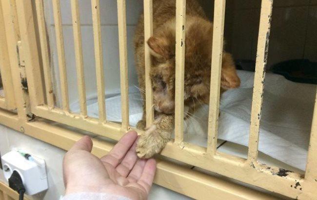 В сети показали слепого кота, который выжил после аварии