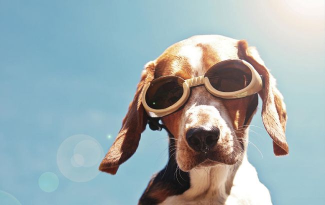 Погода на сегодня: в Украине без осадков, температура до +31