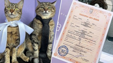 Кот Степан женился: милые фото пушистых молодоженов