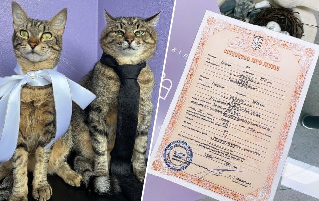 Кіт Степан одружився: милі фото пухнастих молодят