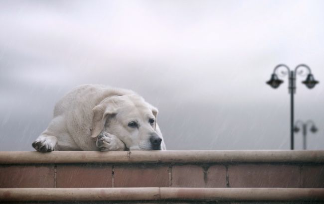 Погода на сьогодні: в Україні місцями дощі, температура до +11