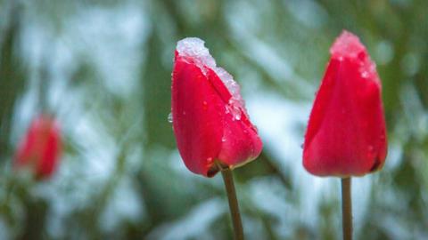 Что означает слово "весна": языковед раскрыл тайну