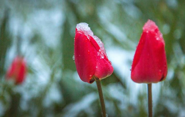 Весна серед снігу: в столичних оранжереях розквітло понад 70 тисяч тюльпанів