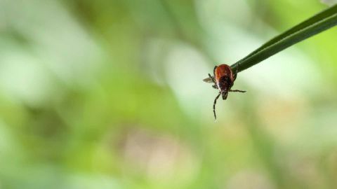 Наступил сезон клещей: как не подцепить энцефалит и болезнь Лайма