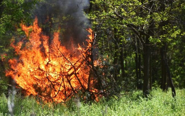 В Днепропетровской области загорелось около 20 га леса