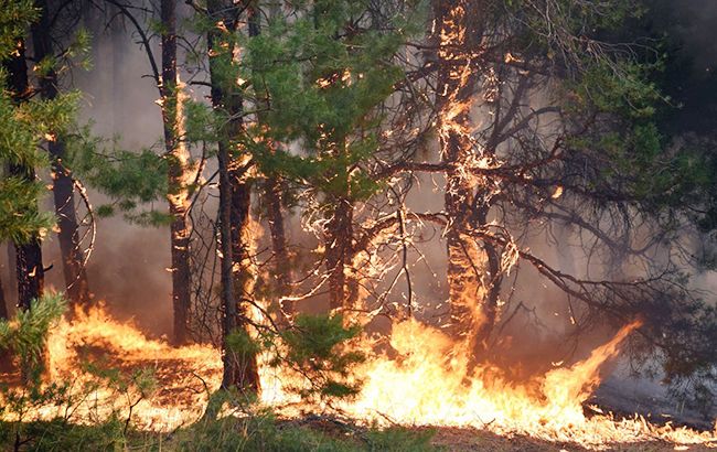 В Житомирской области, где неделю горит лес, задержали поджигателей
