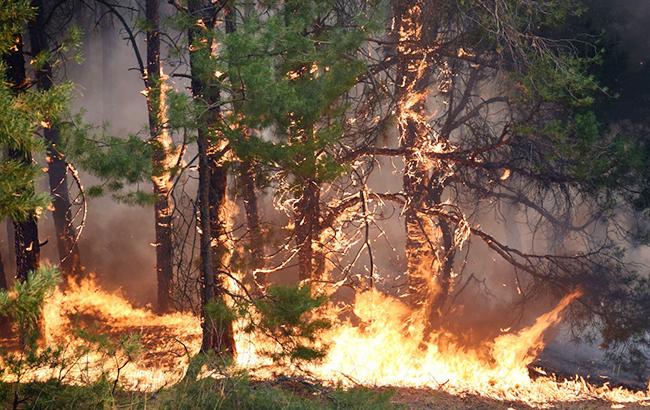 У Луганській області горить ліс
