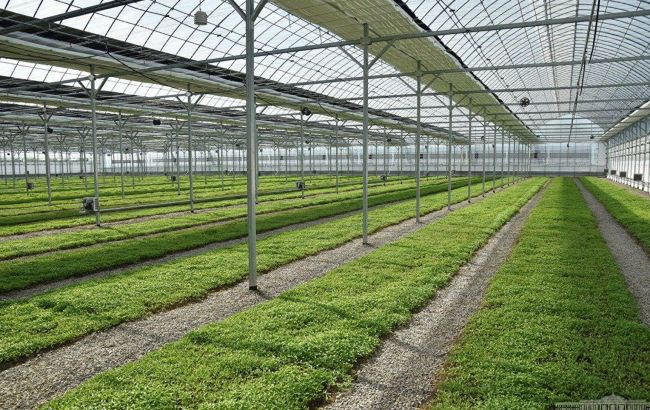 У Запорізькій області російські військові захопили тепличний комбінат