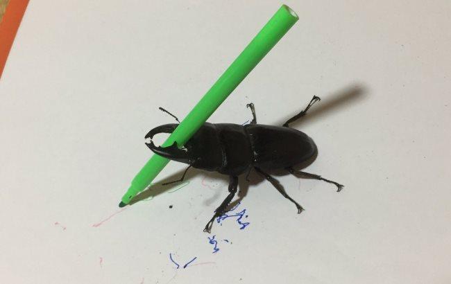 В Японії жука-оленя зробили художником