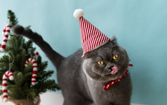 Девушка нашла интересный способ защиты новогодней елки от кота: вы удивитесь!