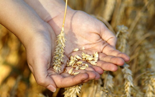 Германия поможет Украине в экспорте зерна: создаст денежный фонд