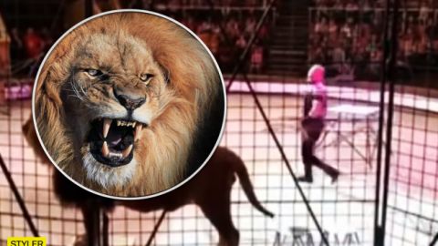 Тварини боялися: у Луганську лев напав на дресирувальника під час вистави