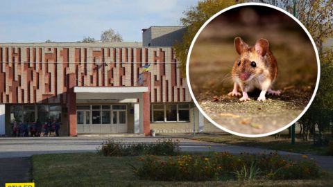 Нашествие мышей: школьники в Луцке ловят грызунов руками и выбрасывают в окно