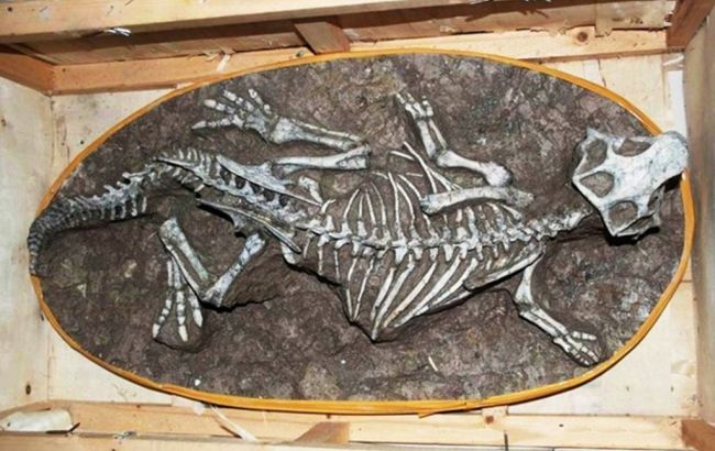 В Китае под лестницей дома нашли скелет и 213 яиц динозавра