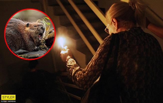 "Диверсия": бобер лишил электричества полторы тысячи человек