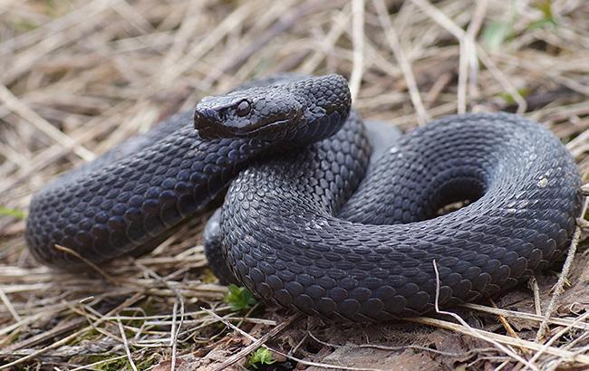 У Львівській області жінку госпіталізовано до реанімації через укус змії