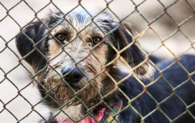 "Світ залишиться чорним": у Києві рятують життя собаці, збитої на дорозі