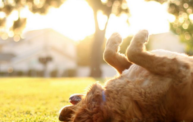 Погода на завтра: на заході України дощі, температура до +36