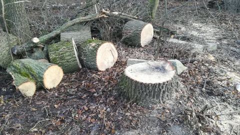 В одном из парков Киева нещадно рубят лес: прошли первые "разборки" (фото)
