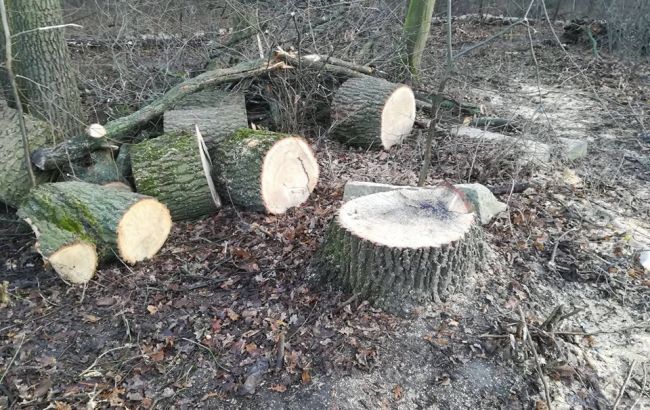 В одном из парков Киева нещадно рубят лес: прошли первые "разборки" (фото)