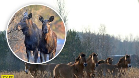 Зима отменяется: в сети появились впечатляющие фото животных из Чернобыля