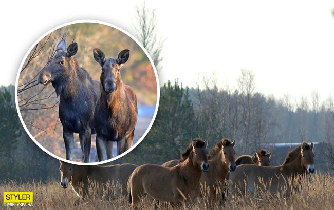 Зима скасовується: у мережі з'явилися вражаючі фото тварин з Чорнобиля