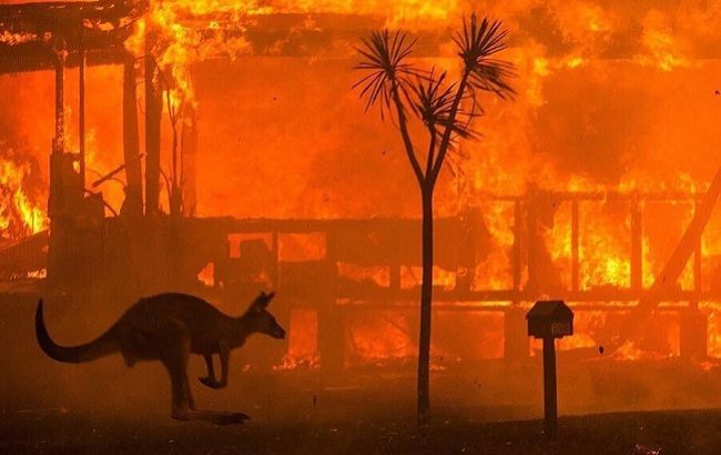 Австралія після пожеж: у мережу потрапили дивовижні фото