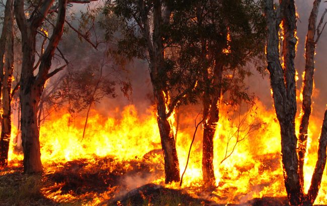 Во Франции вспыхнули первые лесные пожары
