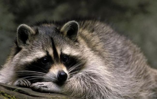 Погода на сегодня: в Украине без осадков, температура до +6