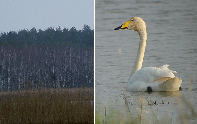 Аномальна зима в Чорнобилі: з'явилися фото унікальних тварин