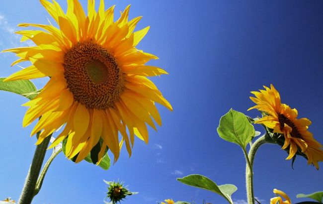 Погода на завтра: на западе Украины дожди, температура до +36