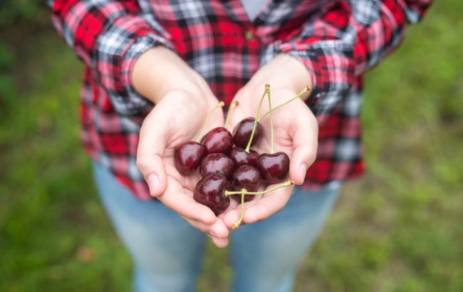 Солодка, але недешева. Скільки коштує черешня на старті сезону