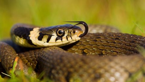 Под Львовом змея укусила юношу на спортивной базе: парень попал в реанимацию