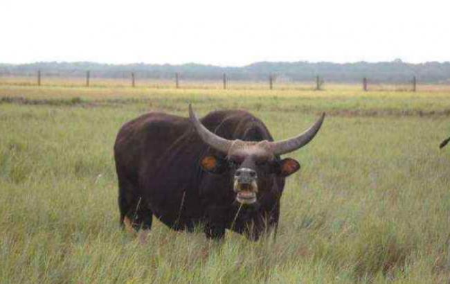 На Тернопільщині агресивний бик убив пенсіонерку