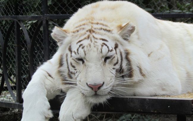 Керівництво зоопарку Тбілісі можуть притягнути до відповідальності за нападу тигра