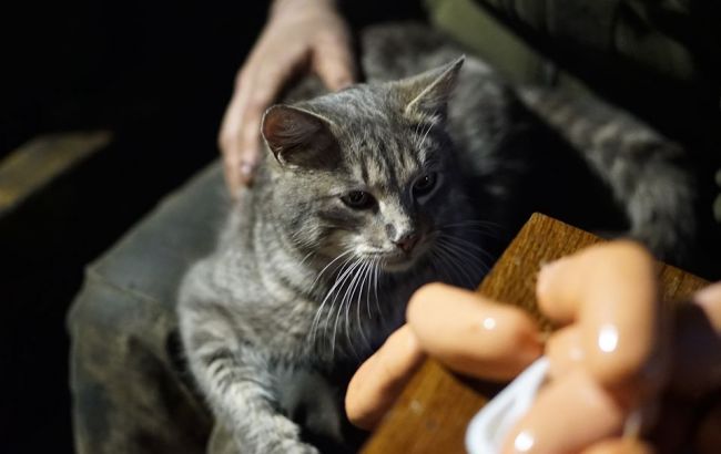 Украинские бойцы рассказали о своем пушистом "талисмане": проникновенная история дружбы