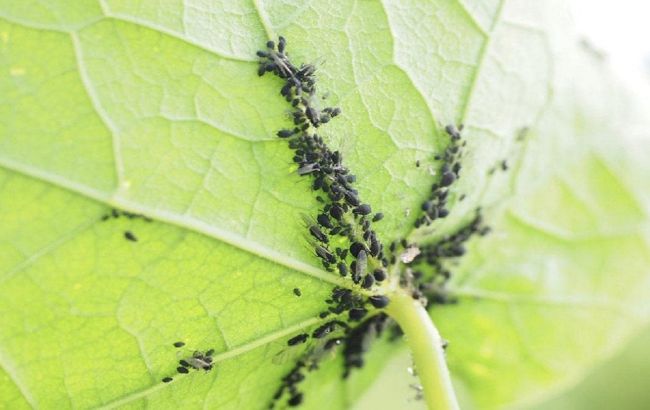 Где зимует тля и как не дать ей шансов в новом сезоне: спасите сад сейчас