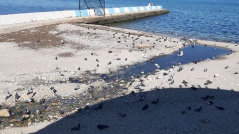 У Криму нечистоти заливають пляжі та стікають в море, а люди купаються з дітьми (відео)
