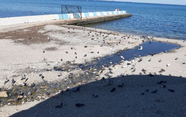 В Крыму нечистоты заливают пляжи и стекают в море, а люди купаются с детьми (видео)