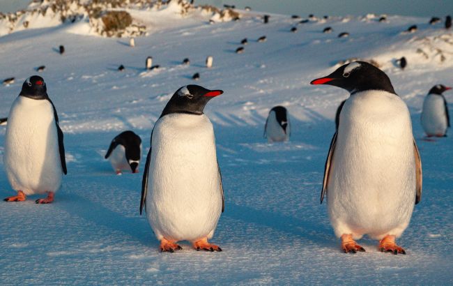 Каждый уникален: украинские полярники показали захватывающие фото пингвинов