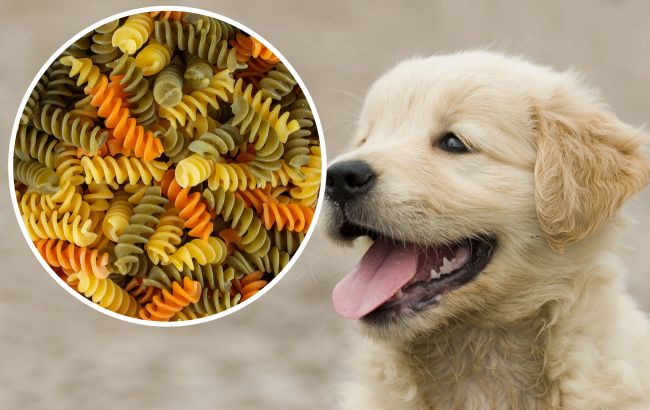 Чи можна собакам давати макарони: прислухайтесь до порад ветеринарів