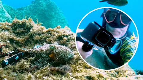 Осьминог украл фотоаппарат и начал снимать свое видео: что из этого получилось