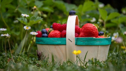 Найкорисніша літня ягода: захистить від раку і серцевих хвороб