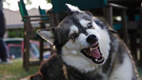 "Вважав їх добрими": зграя собак загризла хлопця, яких він підгодовував