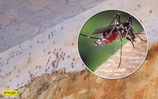 Украину атакуют комары: ученые объяснили, что происходит