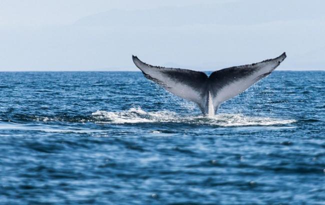 Нацполиция возбудила более 30 дел из-за "групп смерти"