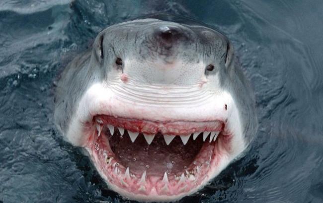 В Австралії чоловік відбився від акули шваброю