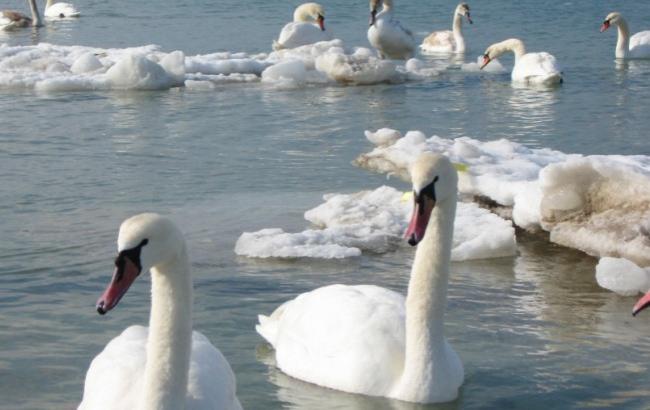 В Херсонской области из ледяного плена спасли стаю лебедей