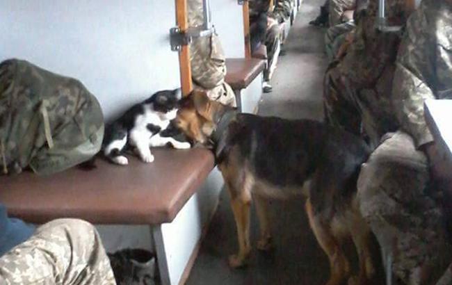 Украинские бойцы везли в поезде подружившихся кошку и собаку